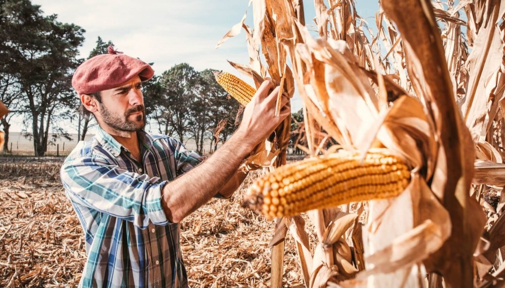 “Juanchi”, el ingeniero biomédico que se volvió al campo y hace cirugía en los rindes con el riego por goteo