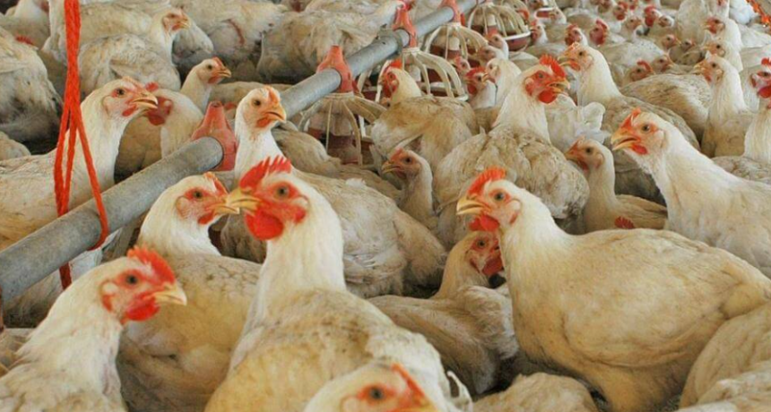 En Entre Ríos, los pollos parrilleros hacen volar alto al agregado de valor