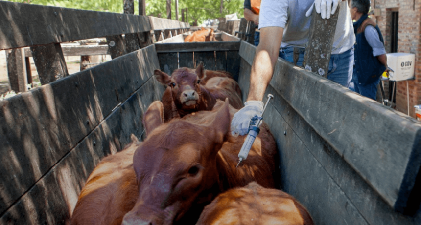 Comienza la primera campaña de vacunación contra la aftosa: el calendario a nivel nacional