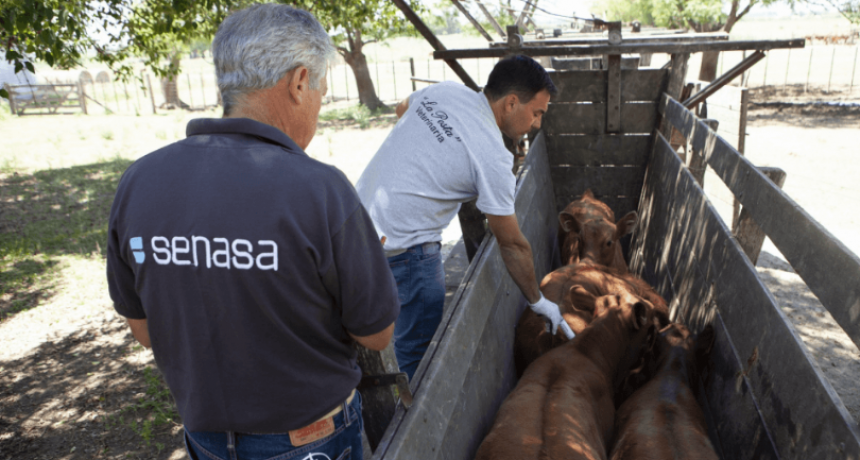 En el inicio de la vacunación antiaftosa, fuertes críticas de CRA: “Un sistema vetusto y sin fundamentos”