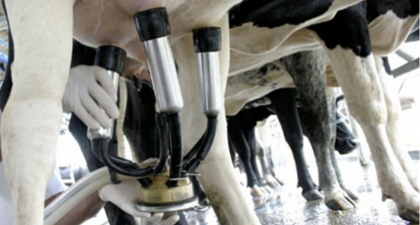 Un banco internacional le pone fichas a la lechería argentina: “Miramos de cerca la robotización de tambos”