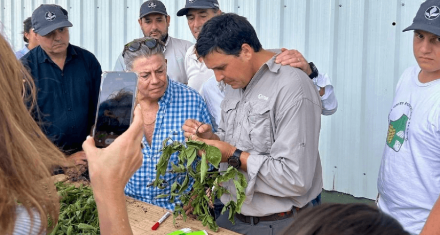 La biotecnología como un eje estratégico: en el sur de Santa Fe, comenzó la cosecha de semillas 2025