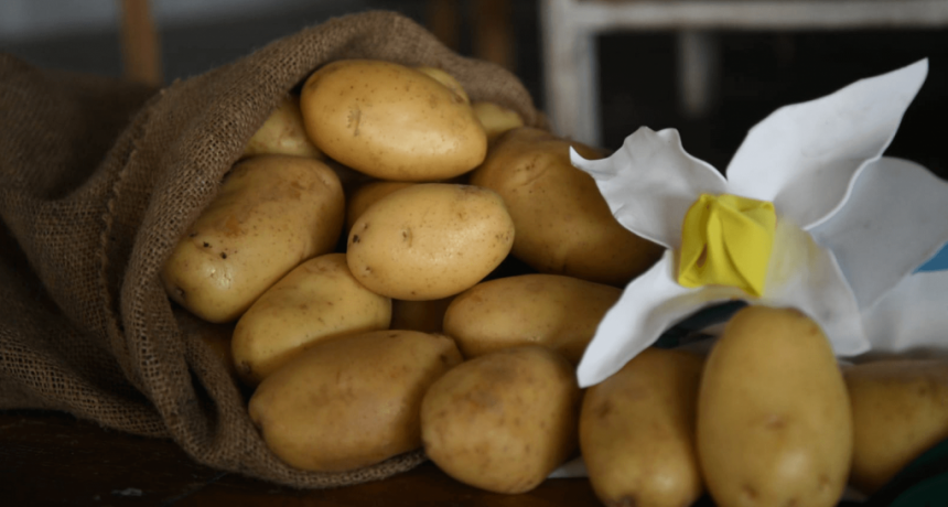 Claroscuros: en la papa avizoran un buen año en lo productivo, pero muy malo en la rentabilidad