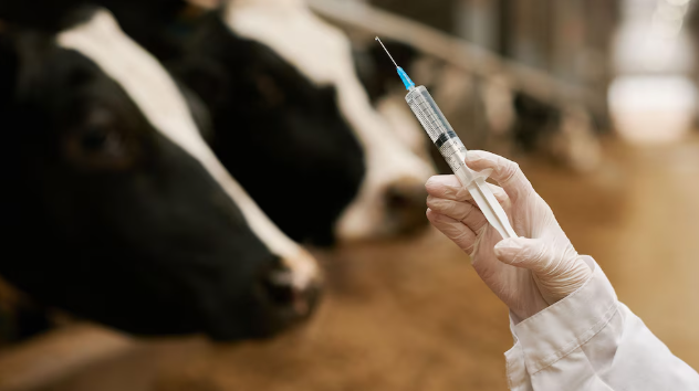 Comienza la vacunación antiaftosa con nueva vacuna y fuerte respaldo oficial