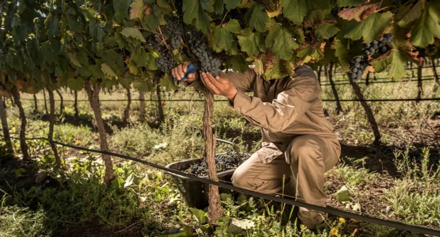 Se rompe la paritaria vitivin&iacute;cola y anuncian un paro en plena vendimia