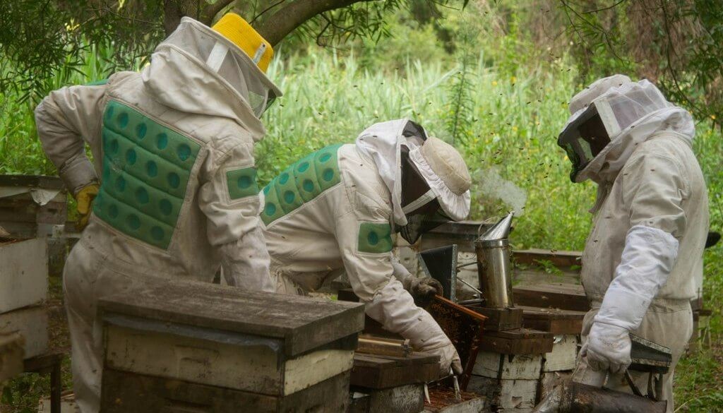 Entre R&iacute;os impulsa la apicultura con un cr&eacute;dito internacional de 15 millones de d&oacute;lares