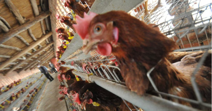 Productores de huevos alertan por la gripe aviar y piden vacunaci&oacute;n urgente
