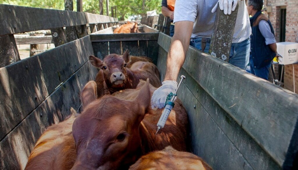 Federaci&oacute;n Agraria defiende el sistema de vacunaci&oacute;n antiaftosa y pide fortalecerlo