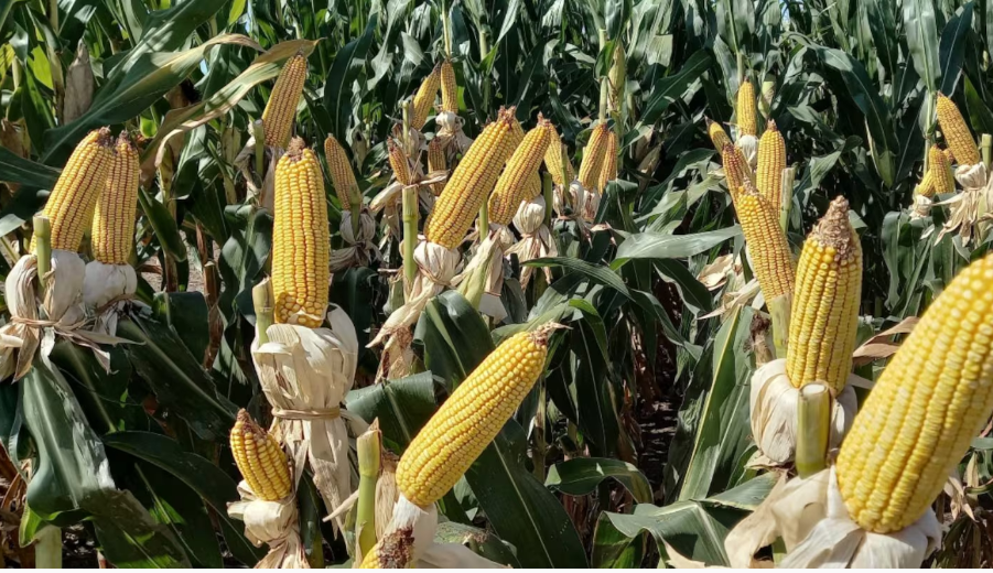 R&eacute;cord hist&oacute;rico: estiman una cosecha de ma&iacute;z de 64 millones de toneladas