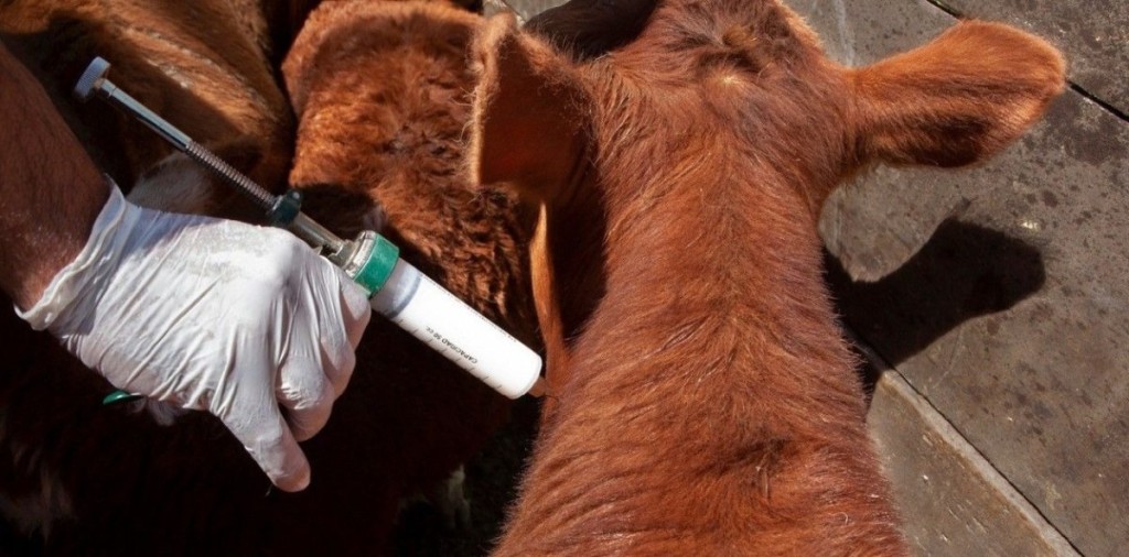 Vacunaci&oacute;n antiaftosa: cr&iacute;tica del campo a los cambios del Gobierno y crece el conflicto