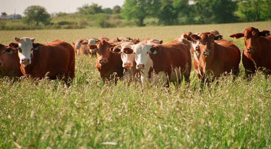 La ganader&iacute;a se fortalece: suben los precios y crece la apuesta por recomponer el stock