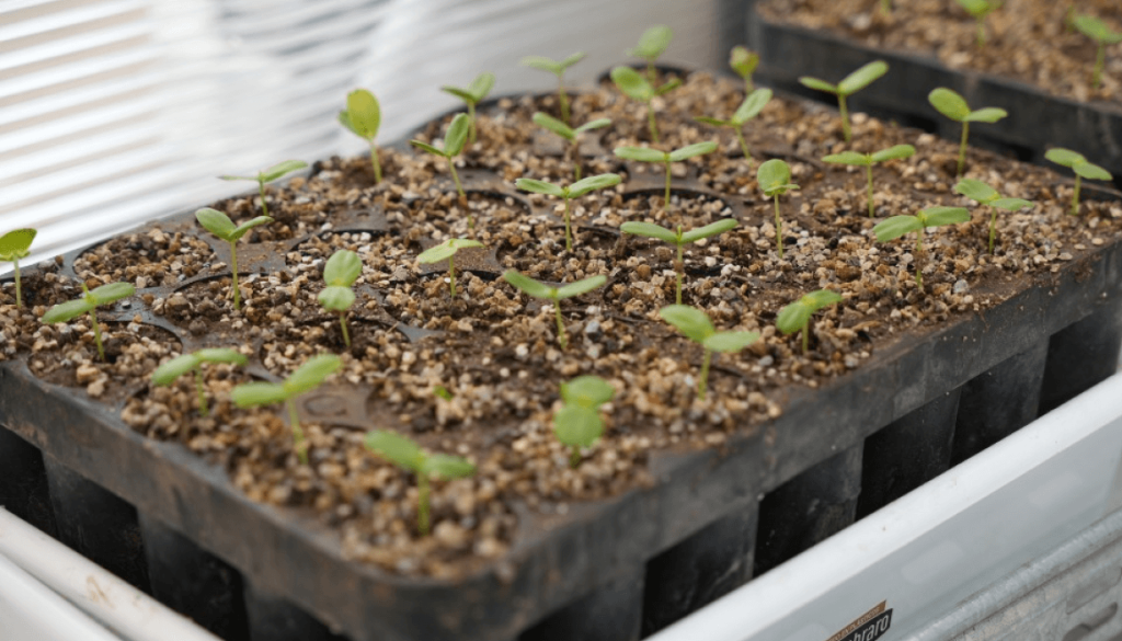 C&oacute;rdoba apuesta al futuro: inauguraron un nuevo espacio para producir especies nativas