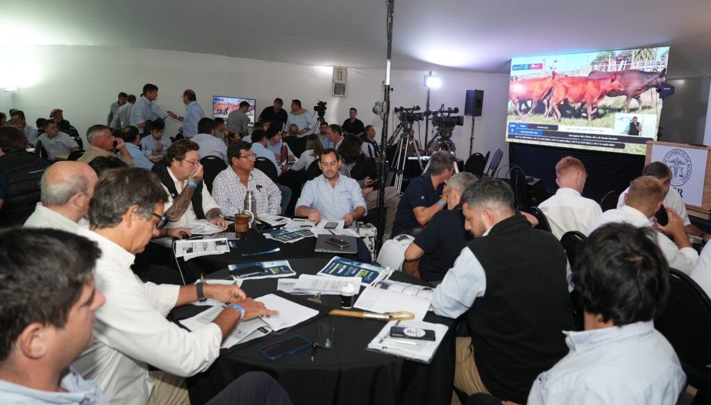 R&eacute;cord hist&oacute;rico en la venta de terneros y precios que entusiasman al campo