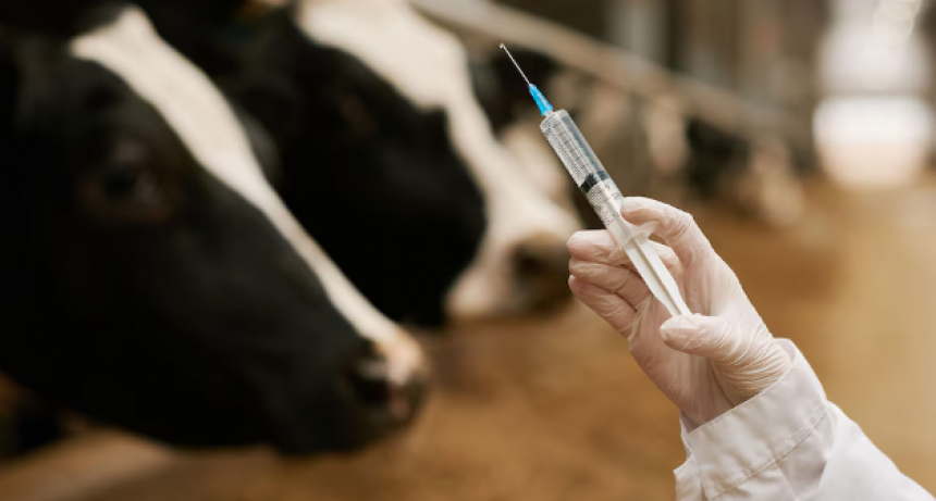 Comienza la vacunaci&oacute;n antiaftosa con nueva vacuna y fuerte respaldo oficial