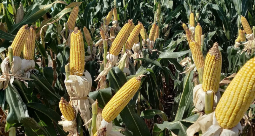 R&eacute;cord hist&oacute;rico: estiman una cosecha de ma&iacute;z de 64 millones de toneladas
