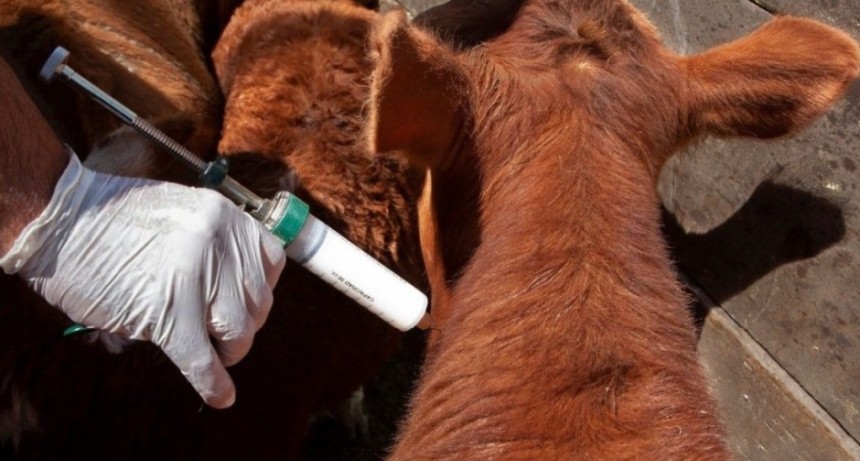 Vacunaci&oacute;n antiaftosa: cr&iacute;tica del campo a los cambios del Gobierno y crece el conflicto