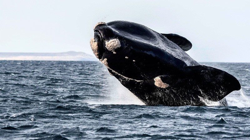 Se divisaron las primeras ballenas de la temporada en cercanías de Península Valdés