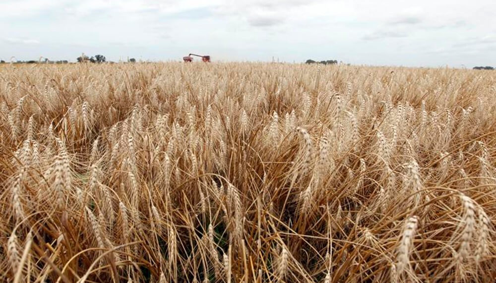 El trigo también perderá superficie en Buenos Aires: los números solo dan en campo propio