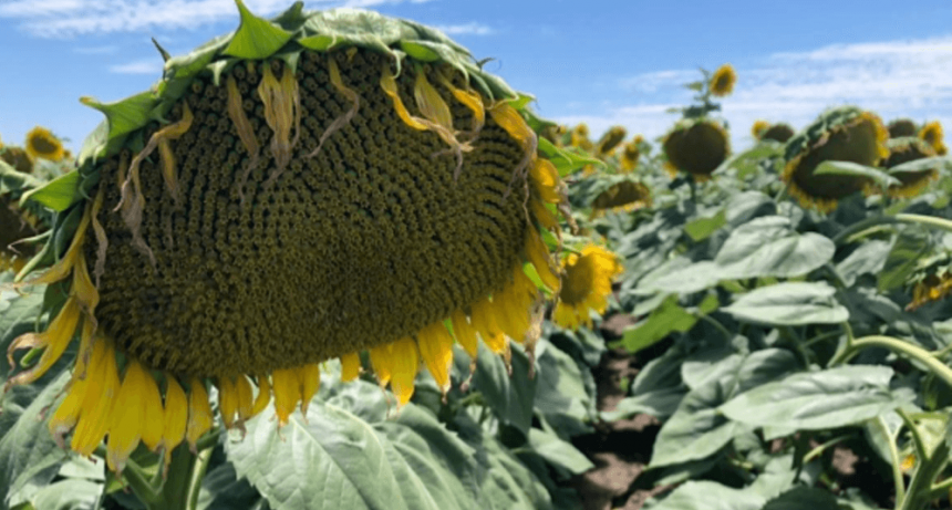 Economías regionales: las exportaciones crecieron 9,3% en un año