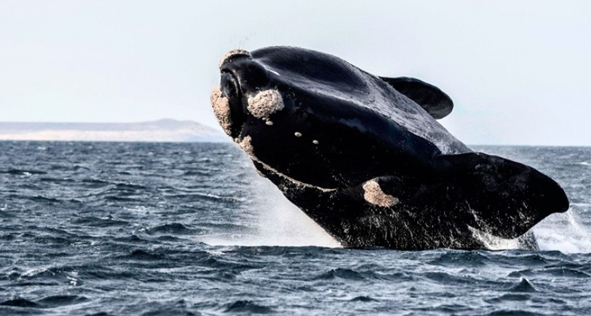 Se divisaron las primeras ballenas de la temporada en cercanías de Península Valdés