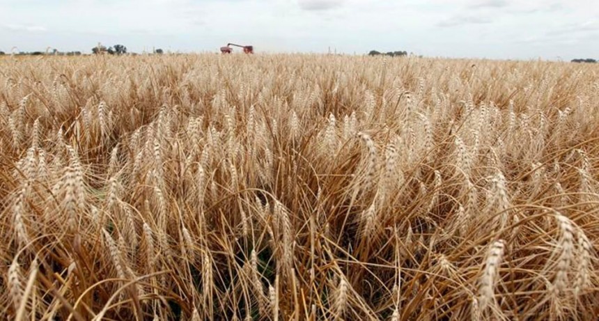 El trigo también perderá superficie en Buenos Aires: los números solo dan en campo propio