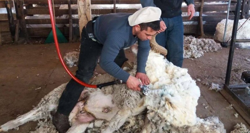 Productores de lana advierten que se paralizó el mercado por fallas con el “dólar agro”