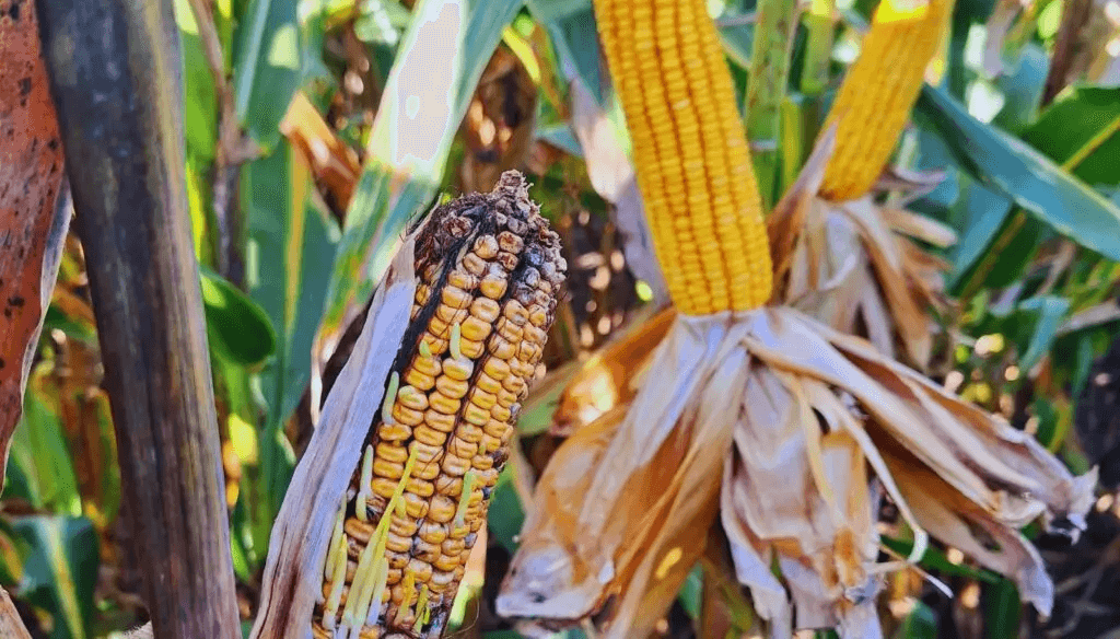 Chicharrita del maíz: Vilella estima que ya generó una pérdida de U$S 1.500 millones