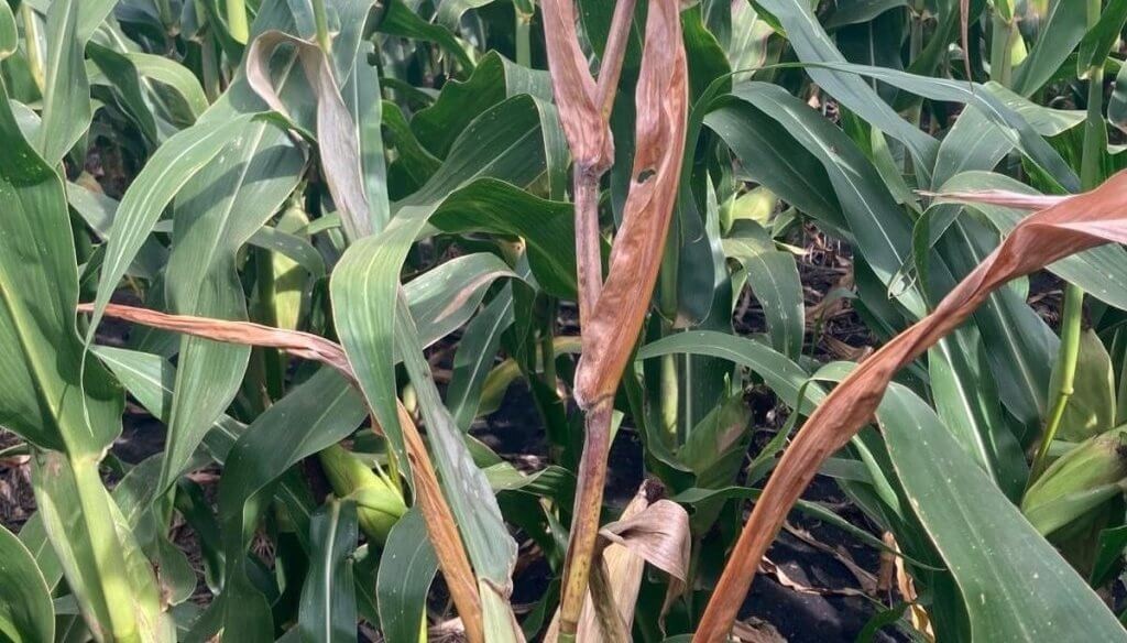 Nada frena a la chicharrita del maíz: el invierno no sería tan frío como se necesitaría para eliminarla