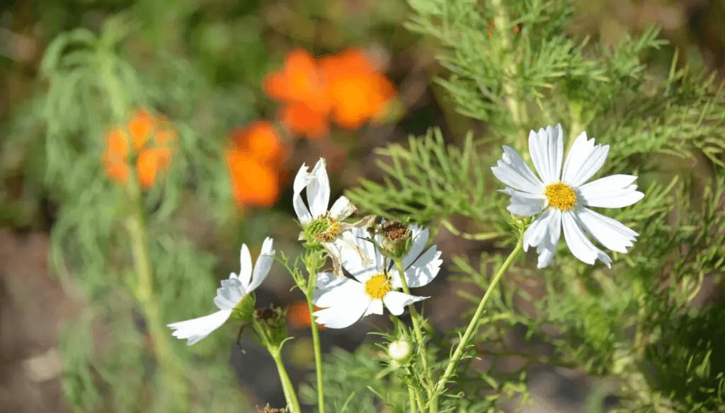 Huertas sustentables: “La Marta” enseña cómo plantar franjas de flores para evitar daños por plagas