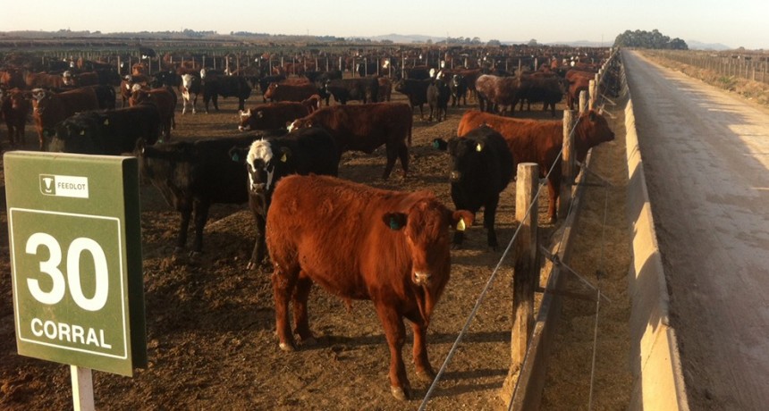 ¿Cómo sigue el precio de la hacienda? La mirada de un consignatario y un feedlotero