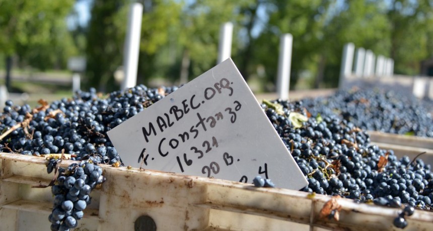 Día del Malbec: científicos argentinos descifraron el genoma de la uva más producida en el país