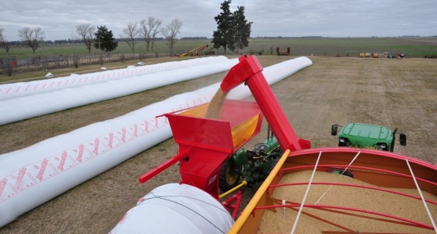 Cosecha bien guardada: “El 40% de los granos argentinos van al silobolsa”, dicen en el INTA