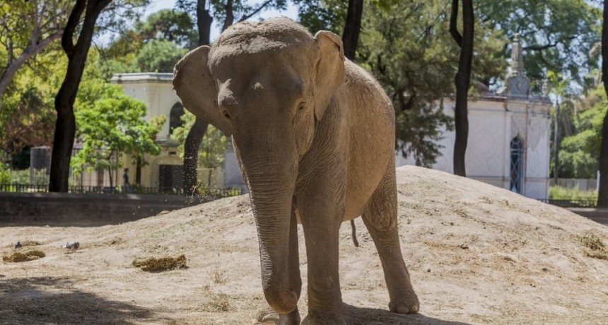 La increíble historia de Mario, el transportista del agro que también traslada elefantes y tigres por el mundo
