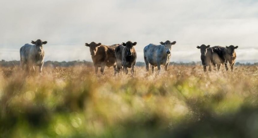 Junto a la Fundación Vida Silvestre, Buenos Aires sale a fomentar la ganadería regenerativa