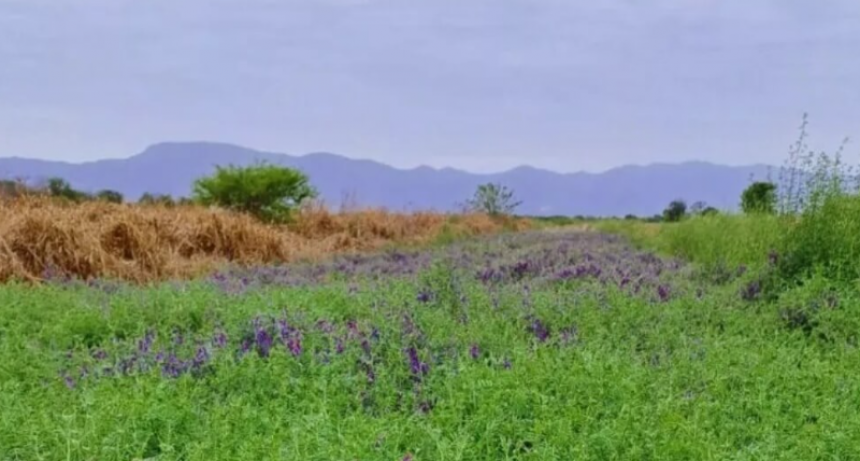 En Salta, los cultivos de servicios dejan una huella positiva: aumentan 30% el stock de carbono