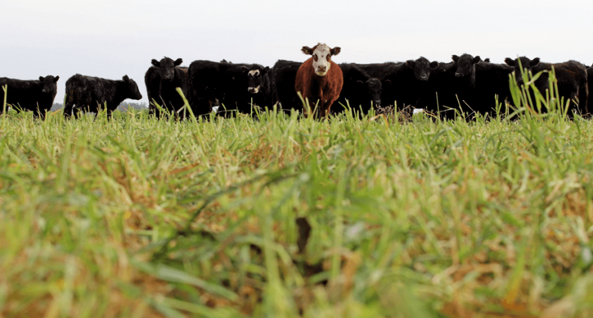 La década perdida del stock bovino: en 2024 cayó al nivel más bajo en 13 años