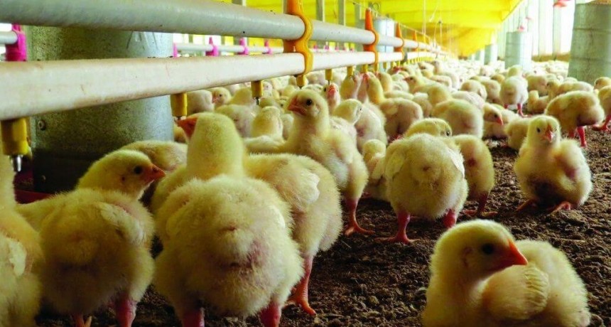 Avicultura y sustentabilidad: en las emisiones del pollo, el consumidor también juega un rol importante