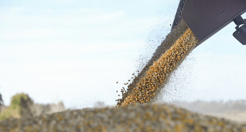 Mientras avanza la cosecha gruesa en Sudamérica, el maíz le saca distancia a la soja en los precios