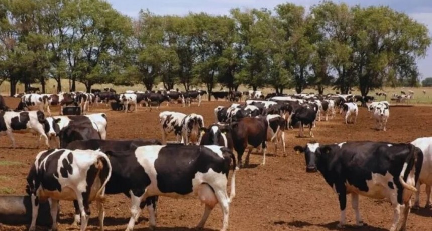 El plus nutricional de los purines: triplican la producción de forraje en maíces para pastoreo