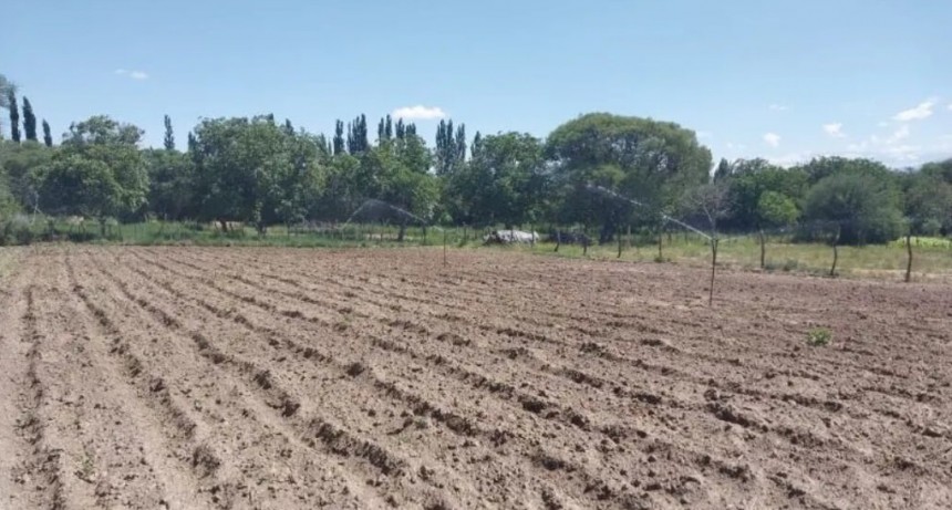 Un “milagro” en las zonas áridas de Catamarca: en Santa María, el riego fortalece a la papa y el tomate