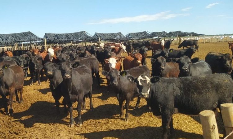 Mendoza apuesta al crecimiento ganadero y anticipa cambios en el uso de la tierra