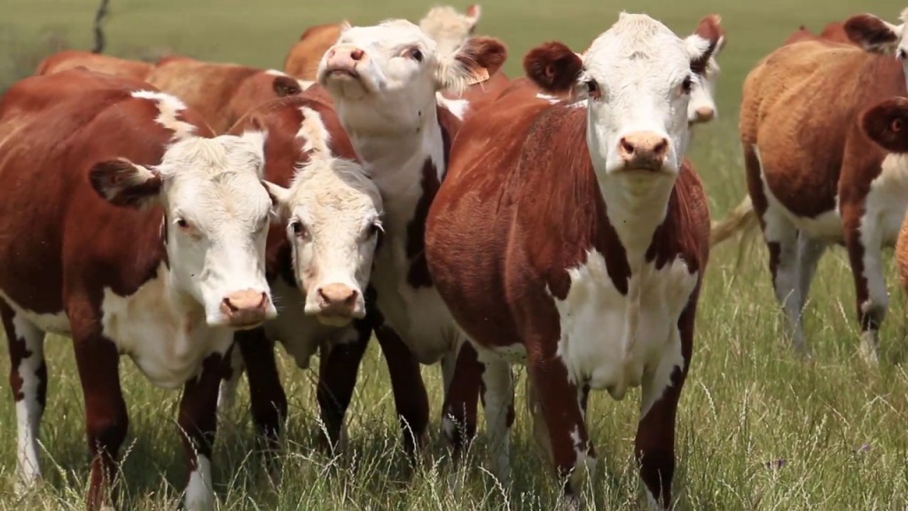 Fuerte boom ganadero: el 82% ve momento para invertir y empuja al agro argentino