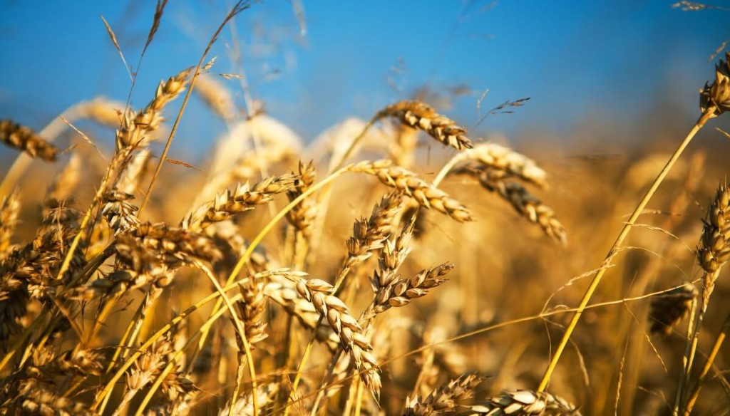 Trigo argentino: costos y clima marcan decisiones de siembra