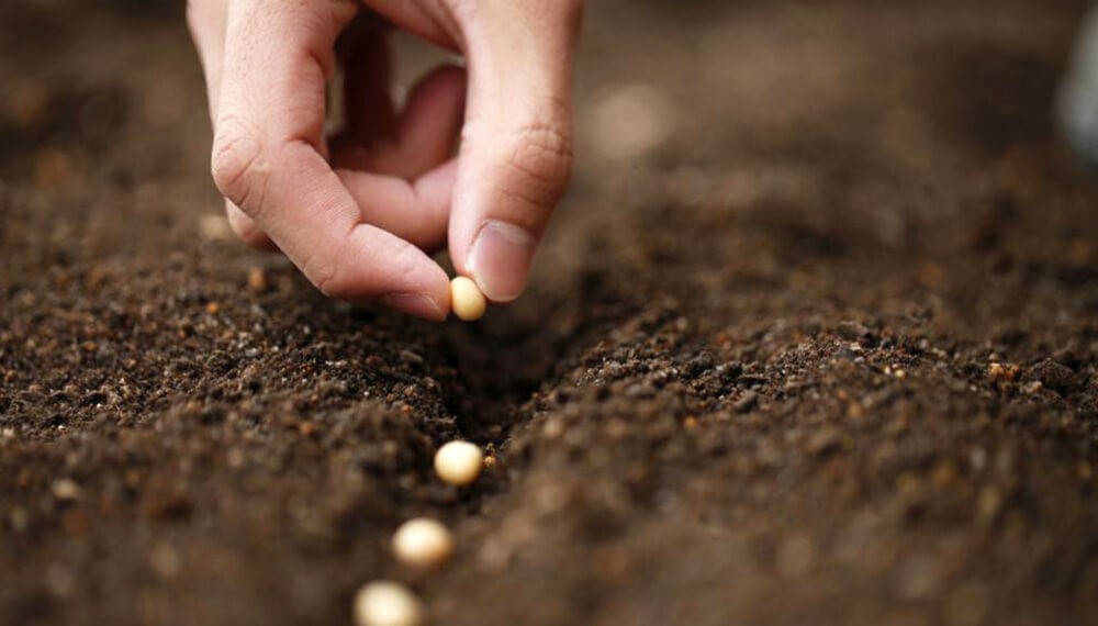 Alerta en el agro: Argentina queda rezagada frente a Brasil en gen&eacute;tica de soja