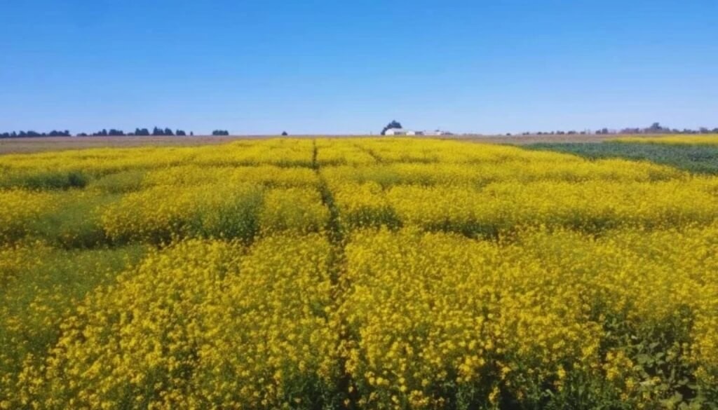 El INTA lanza nuevas variedades de colza con mayor rendimiento y resistencia sanitaria