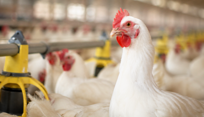 Argentina recupera el estatus libre de gripe aviar y avanza en la reapertura de exportaciones