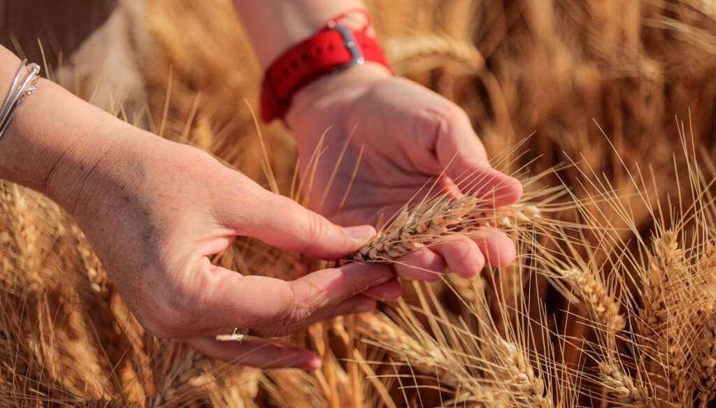 El trigo pierde terreno en la zona n&uacute;cleo: cae la siembra por el aumento de costos