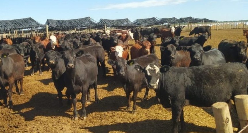 Mendoza apuesta al crecimiento ganadero y anticipa cambios en el uso de la tierra