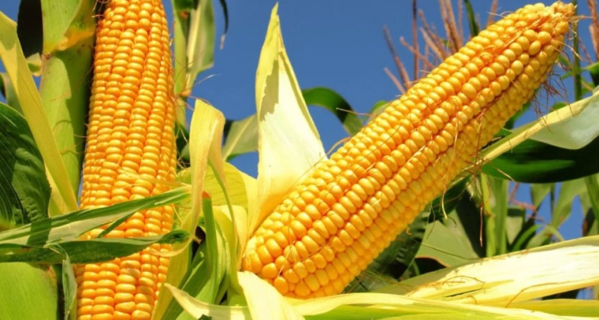 El ma&iacute;z apunta a r&eacute;cord hist&oacute;rico: cosecha en 67 millones de toneladas