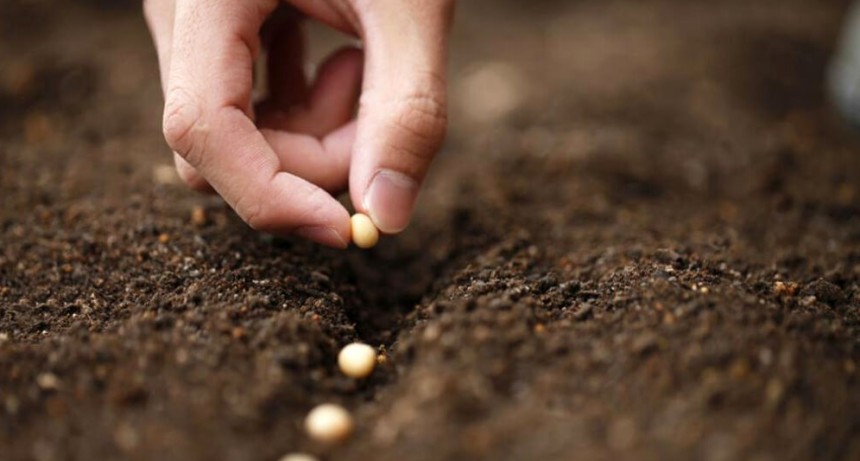 Alerta en el agro: Argentina queda rezagada frente a Brasil en gen&eacute;tica de soja